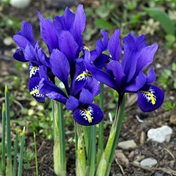 Iris reticulata - Netzblatt-Schwertlilie