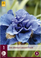 Iris Sibirica Concord Crush - Schwertlilie