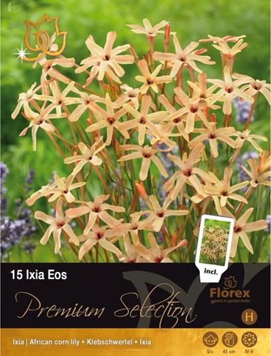 Ixia Eos - Klebschwertel