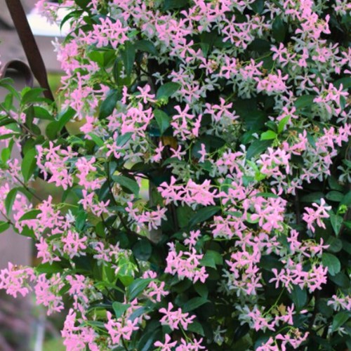 Japanischer Sternjasmin Pink Showers -Trachelospermum asiaticum