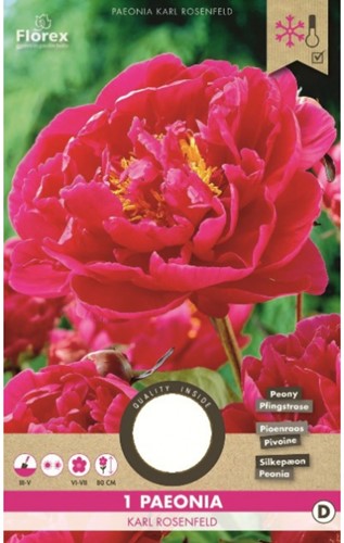 Pfingstrose Rot - Paeonia