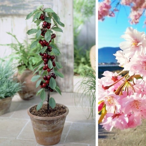 Kirsche Sylvia - Prunus avium