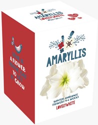 Weihnachtsamaryllis weiß