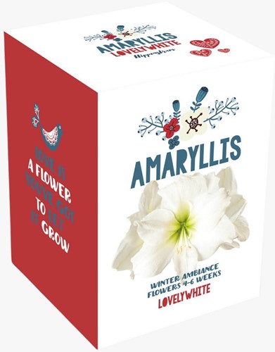 Weihnachtsamaryllis weiß