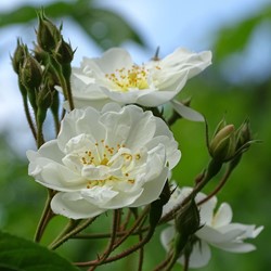 Kletter-Rose Iceberg - Rosa
