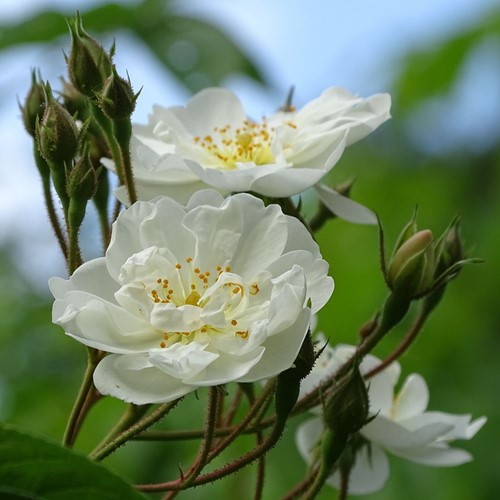 Kletter-Rose Iceberg - Rosa