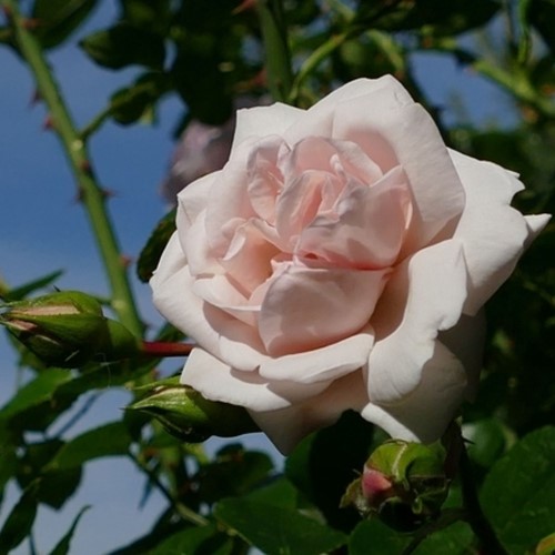 Kletter-Rose New Dawn - Rosa