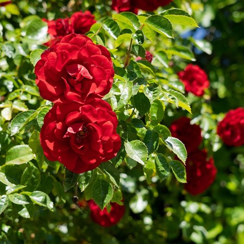 Kletter-Rose Paul‘s Scarlet - Rosa