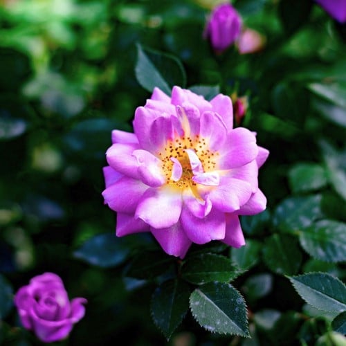 Kletter-Rose Veilchenblau - Rosa