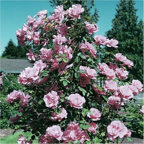 Kletter-Rose Waltz Time - Rosa