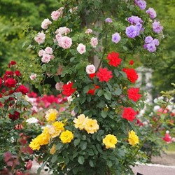 Kletter-Rose Mix - Rosa