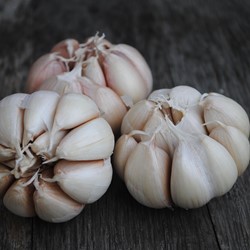Knoblauch - Allium sativum