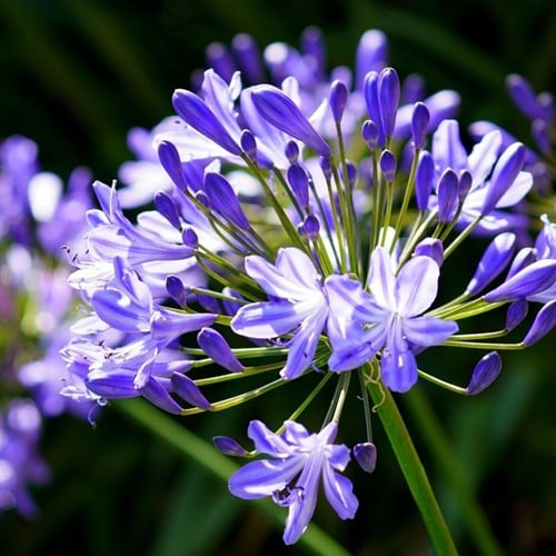 Agapanthus Blau (Großpackung)