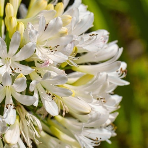 Agapanthus Weiß