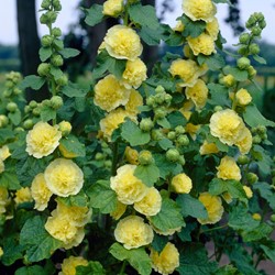 Stockrose doppelt gelb - Alcea rosea Charter's Double Yellow