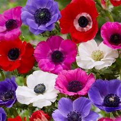 Anemonen de Caen Mischung (Großpackung) - Anemone coronaria