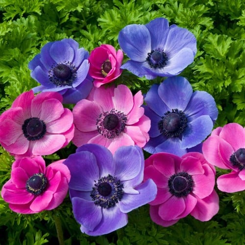 Anemone Lila & Rosa Mischung