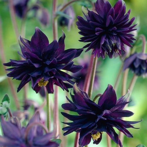 Akelei Black Barlow