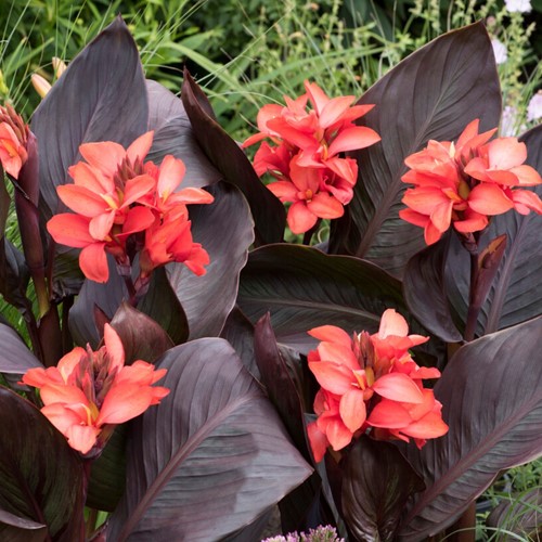 Canna Happy Wilma