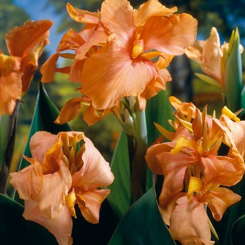 Canna Peach Blush