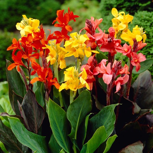 Canna Mischung