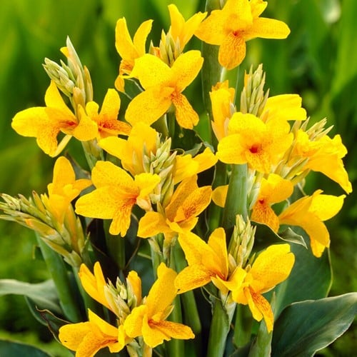 Canna Gelb