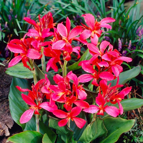 Canna Rosa