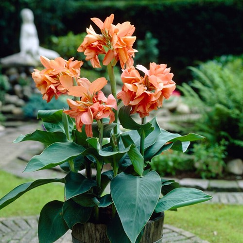 Canna Wyoming Orange