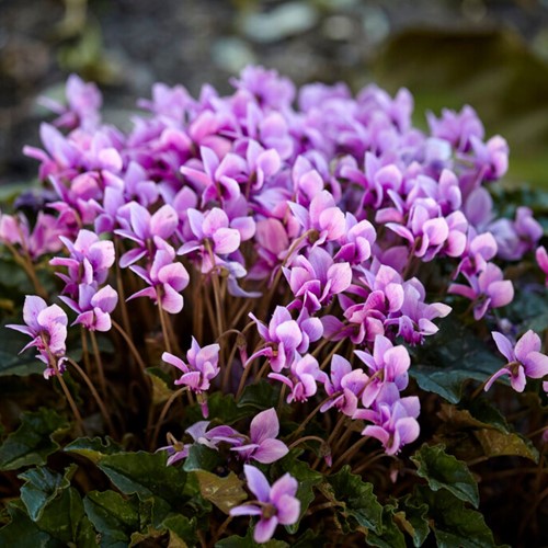 Alpenveilchen