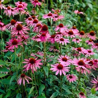 Echinacea magnus - Sonnenhut 100% BIO