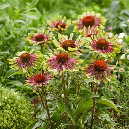 Echinacea Green Twister – Sonnehüte