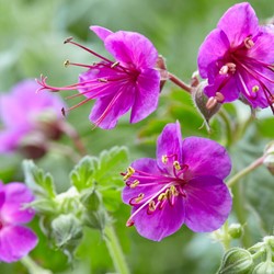 Balkan-Storchschnabel Ingwersen’s Variety - Geranium (Sechserpack)