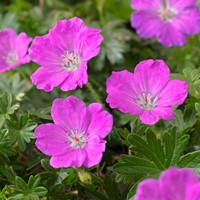 Storchschnabel Max Frei - Geranium sanguineum (Sechserpack)