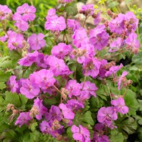 Geranium Cantabrigiense Karmina - Storchschnabel