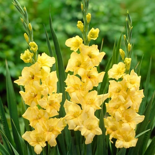 Gladiole Gelb Nova Lux - Gladiolus