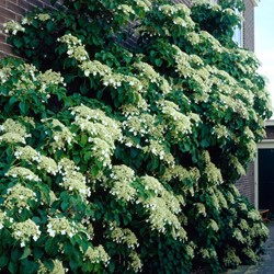 Hortensie petiolaris - Kletterhortensie