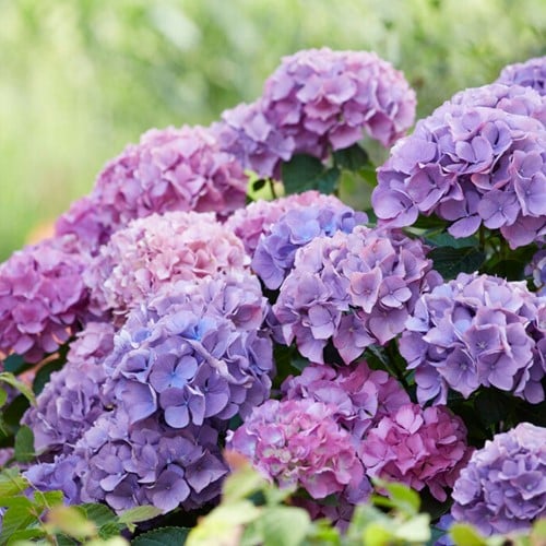 Hortensie Blau - Hydrangea