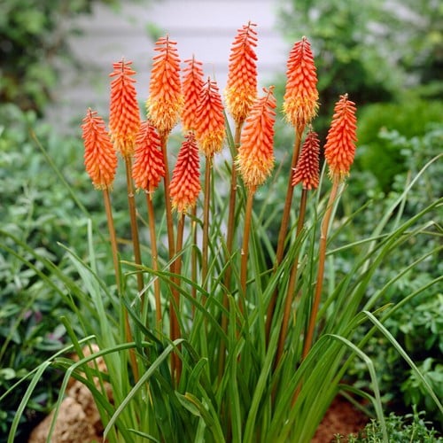 Kniphofia Alcazar - Fackellilie
