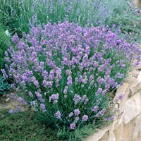 Lavendel Dwarf Blue - Lavandula angustifolia (Sixpack)