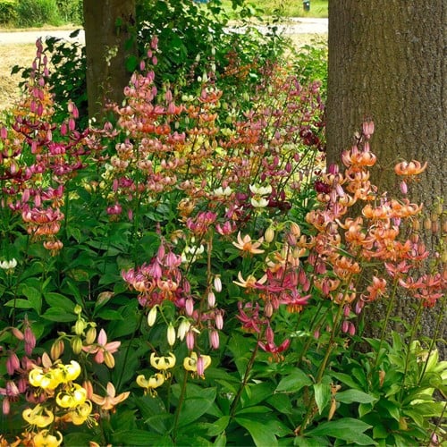 Türkenbund-Lilie Mischung - Lilium martagon