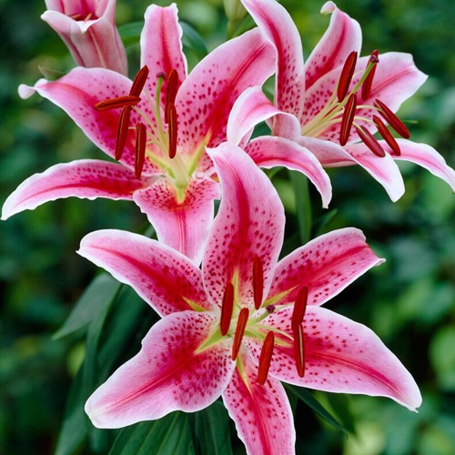 Orientalische Lilie Stargazer