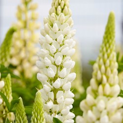 Lupine weiß - Lupinus Gallery White