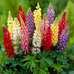 Gartenlupine Mischung