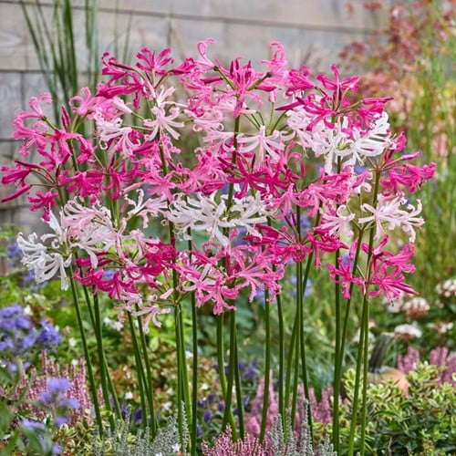 Nerine Mischung Weiß & Rosa