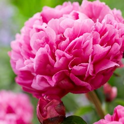Paeonia Kansas - Pfingstrosen