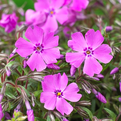 Phlox Mac Daniels Cushion - Flammenblummen