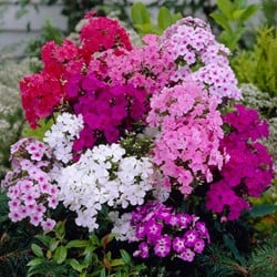 Phlox Mix - Flammenblumen