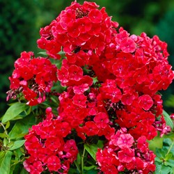 Phlox Paniculata Orange Perfection - Hohe Stauden-Phlox