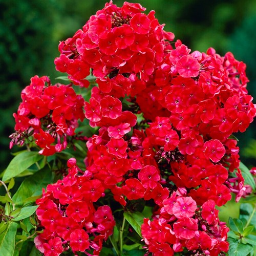Phlox Paniculata Orange Perfection - Hohe Stauden-Phlox