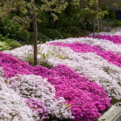 Phlox subulata mix – Polster-Phlox mischung (Sechserpack)